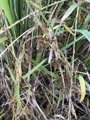 Glycine max formosana