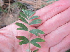 Sibbaldianthe bifurca