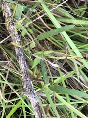 Glycine max formosana