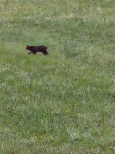 Bobcat photographed in Kentucky