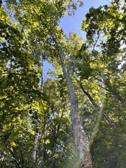 Betula dauurica