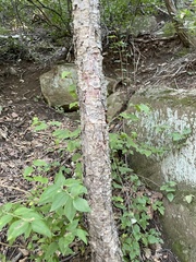 Betula dauurica
