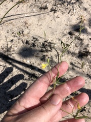 Rhynchosia chrysoscias