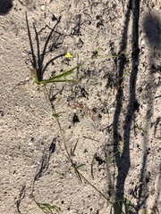 Rhynchosia chrysoscias