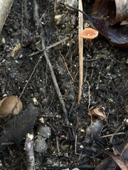 Agaricomycotina