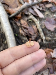 Agaricomycotina
