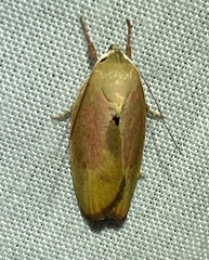 Ptyoptila matutinella