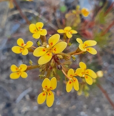 Stylidium dichotomum