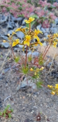 Stylidium dichotomum