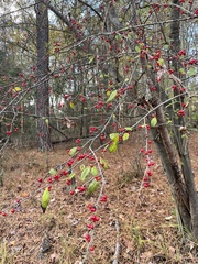 Ilex