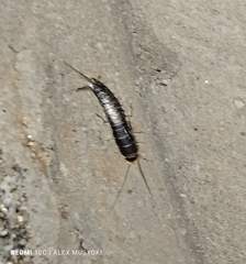 Lepismatidae