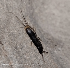 Lepismatidae