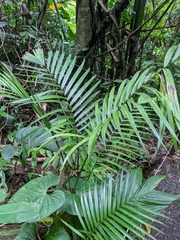 Arecaceae