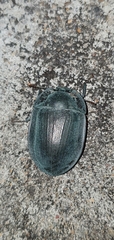 Pterohelaeus