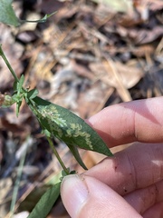 Calycomyza promissa
