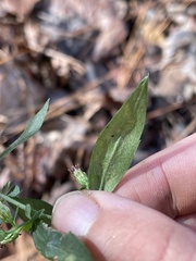 Calycomyza promissa