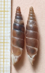 Carinigera lophauchena