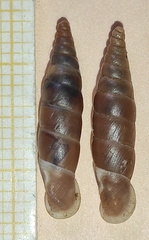 Carinigera lophauchena