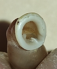 Carinigera lophauchena