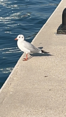 Chroicocephalus ridibundus