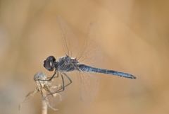 Selysiothemis nigra