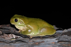 Ranoidea caerulea