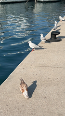 Chroicocephalus ridibundus