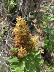 Laurophyllus capensis