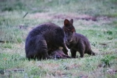 Thylogale billardierii