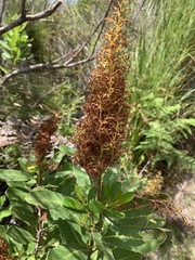 Laurophyllus capensis