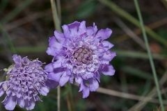 Scabiosa canescens