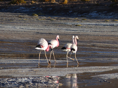 Phoenicoparrus andinus