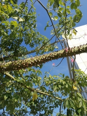 Ceiba speciosa