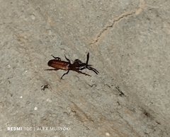Brentinae