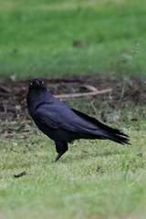 Corvus tasmanicus tasmanicus