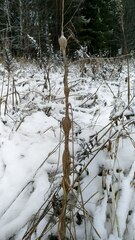 Lasioptera artemisiae