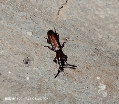 Brentinae