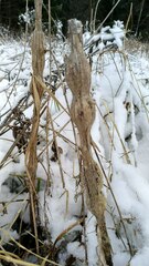 Lasioptera artemisiae