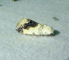 Acontia behrii