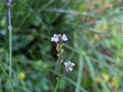 Verbena