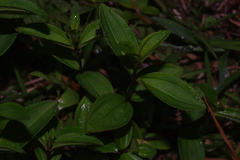 Melastoma × intermedium