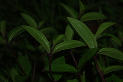 Melastoma × intermedium