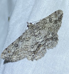 Cleora displicata