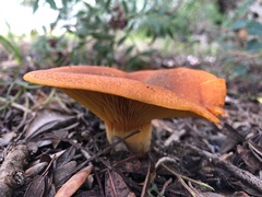 Omphalotus olearius