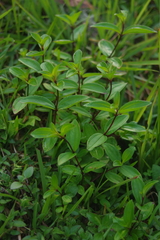 Melastoma × intermedium