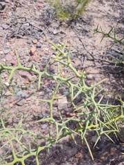 Hualania colletioides