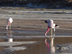 Phoenicoparrus andinus