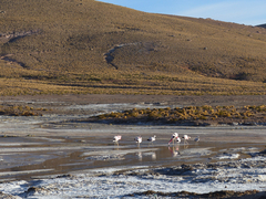 Phoenicoparrus andinus