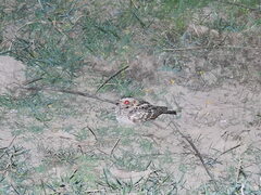 Caprimulgus asiaticus
