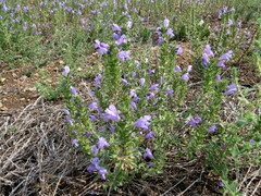 Dracocephalum olchonense